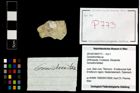 Foto (Objekt + Etikett) von Goniodromites sp.  (NHMW-GEO-2014-0194-0773)